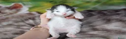 Bosque de Noruega gatos en venta: Gatitos bosques de noruega - Anuncio 5