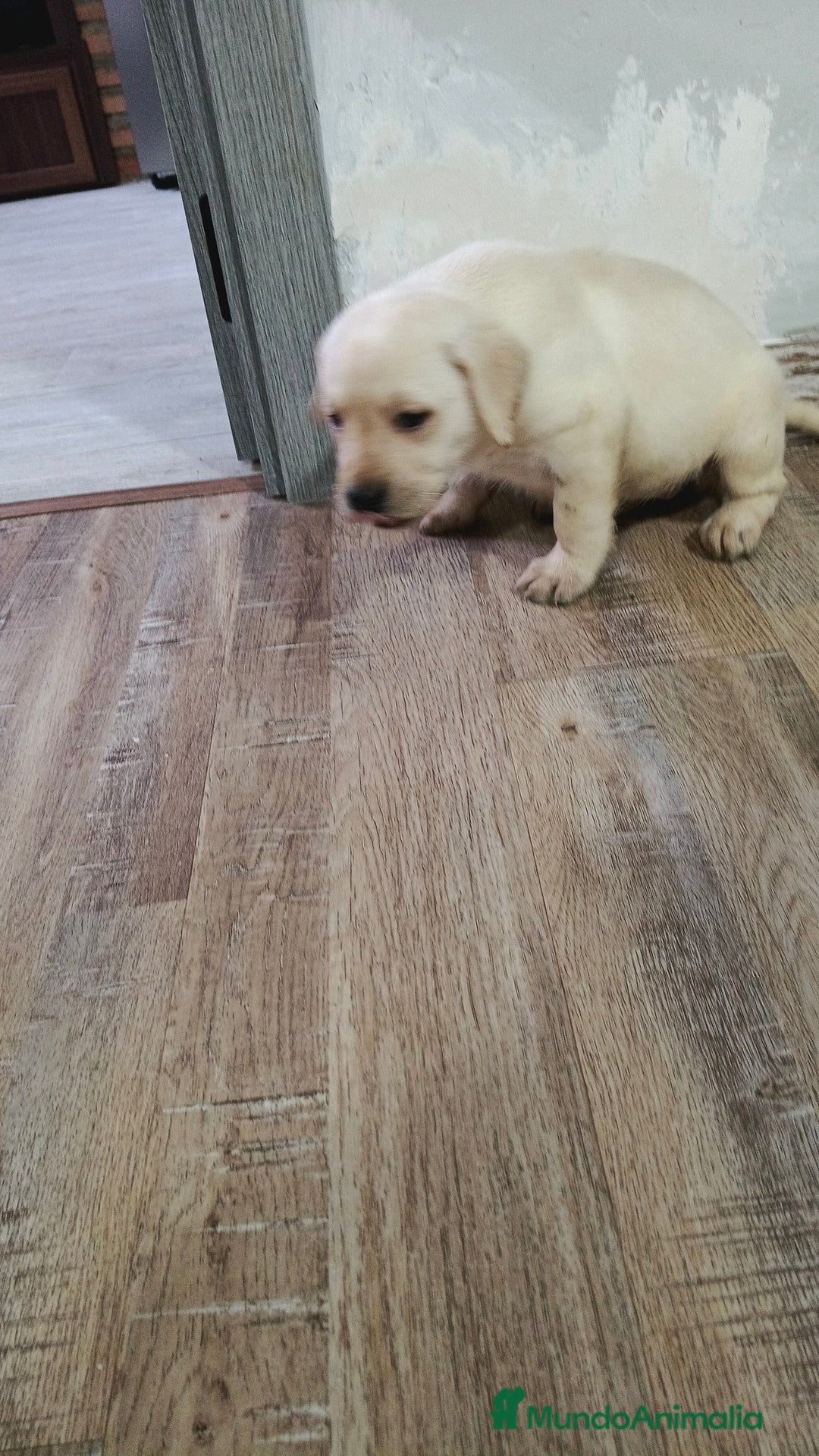 Labrador Retriever perros en venta: Labrador retriever dorado  - Anuncio 7