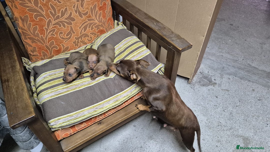 Pinscher Miniatura perros en venta: Cachorros de Mini Pinscher  - Anuncio 2