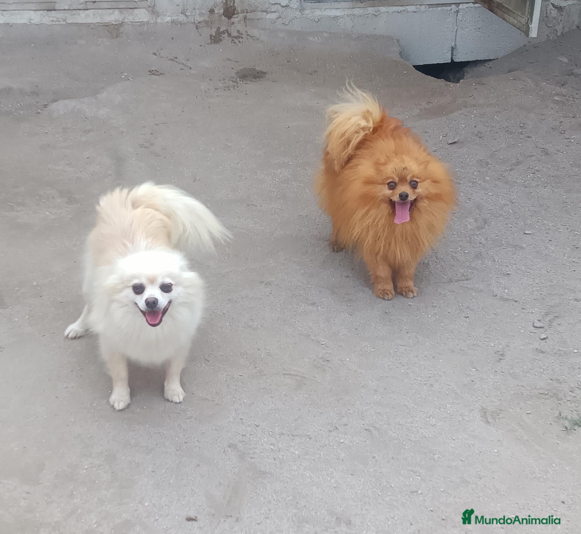 Pomerania perros Cachorros Pomerania Enano Rojo - Anuncio 2