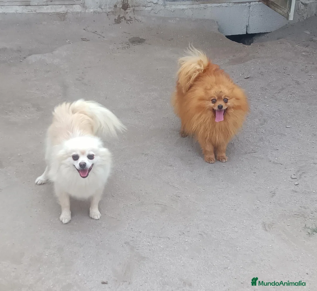 Pomerania perros en venta: Cachorros Pomerania Enano Rojo - Anuncio 1