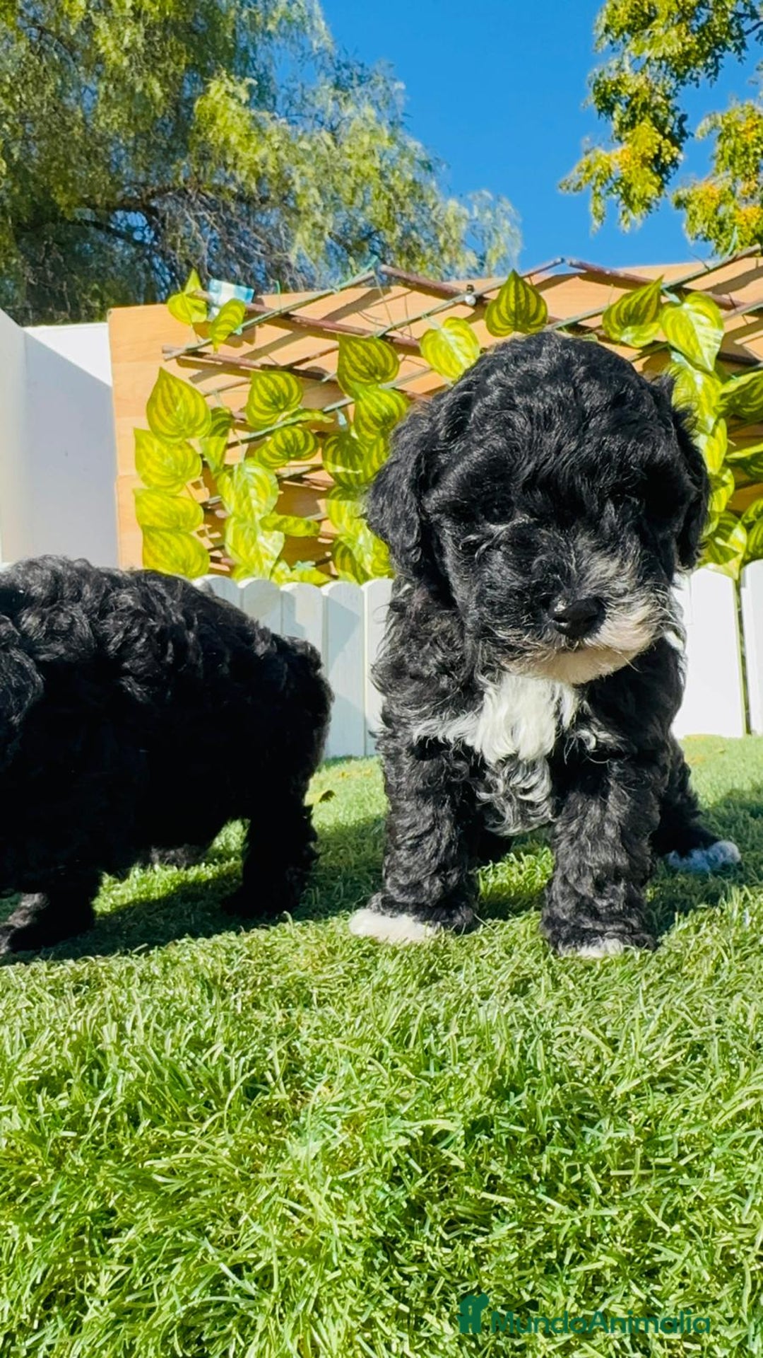 Caniche Toy perros en venta: CANICHE TOY HEMBRA - Anuncio 5