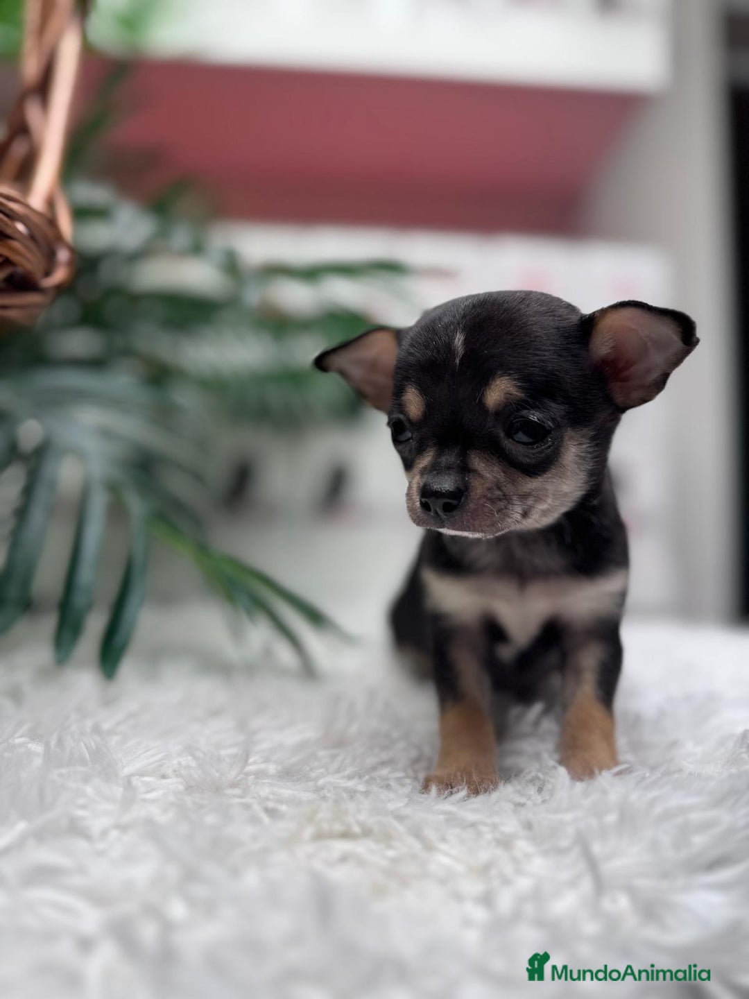 Chihuahua perros en venta: CHIHUAHUA MACHO - Anuncio 6