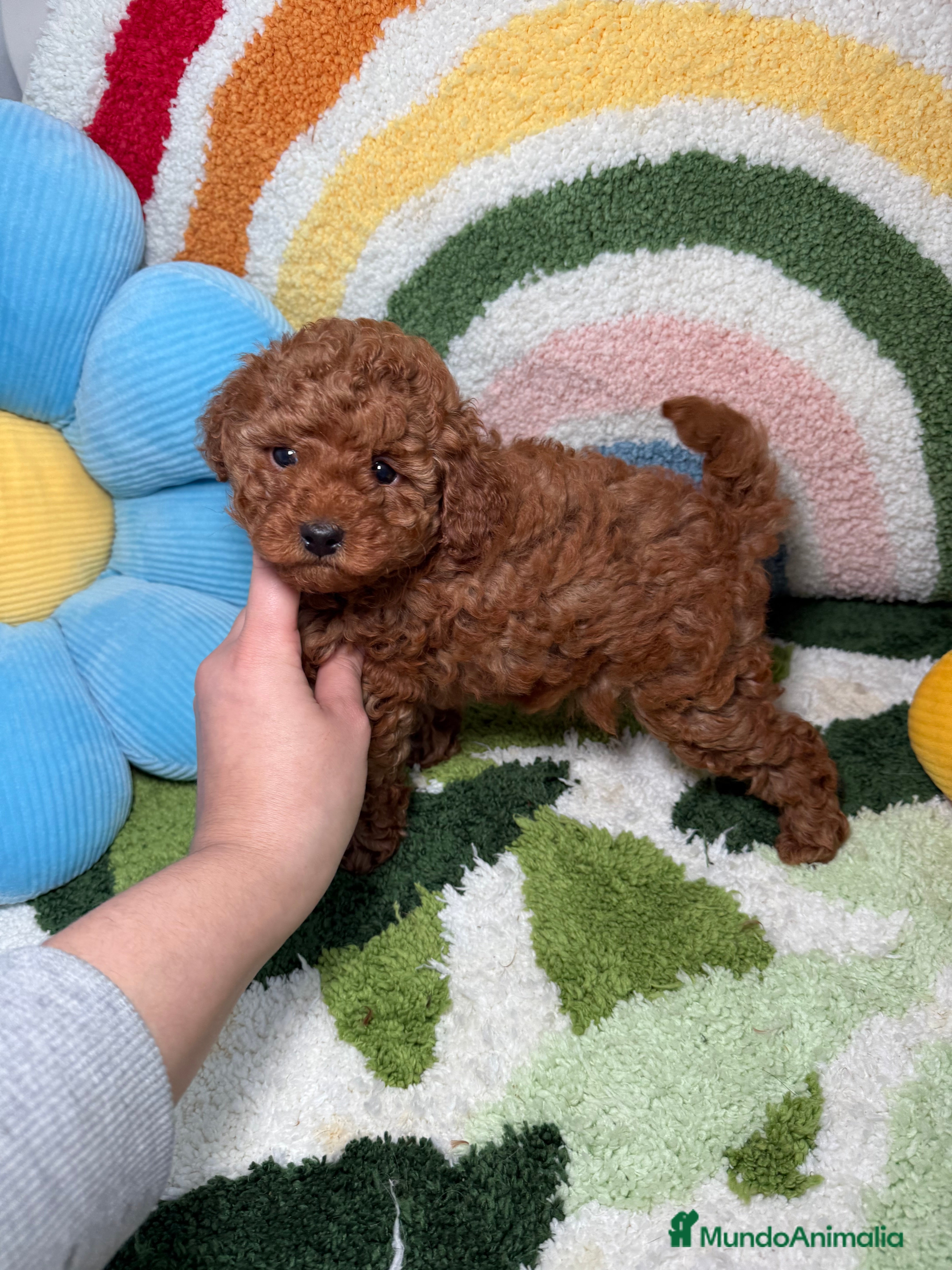 Caniche Toy perros Caniche Toy Rojo  - Anuncio 2