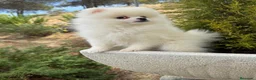 Pomerania perros en venta: Pomerania lista para entregar !!!! - Anuncio 7