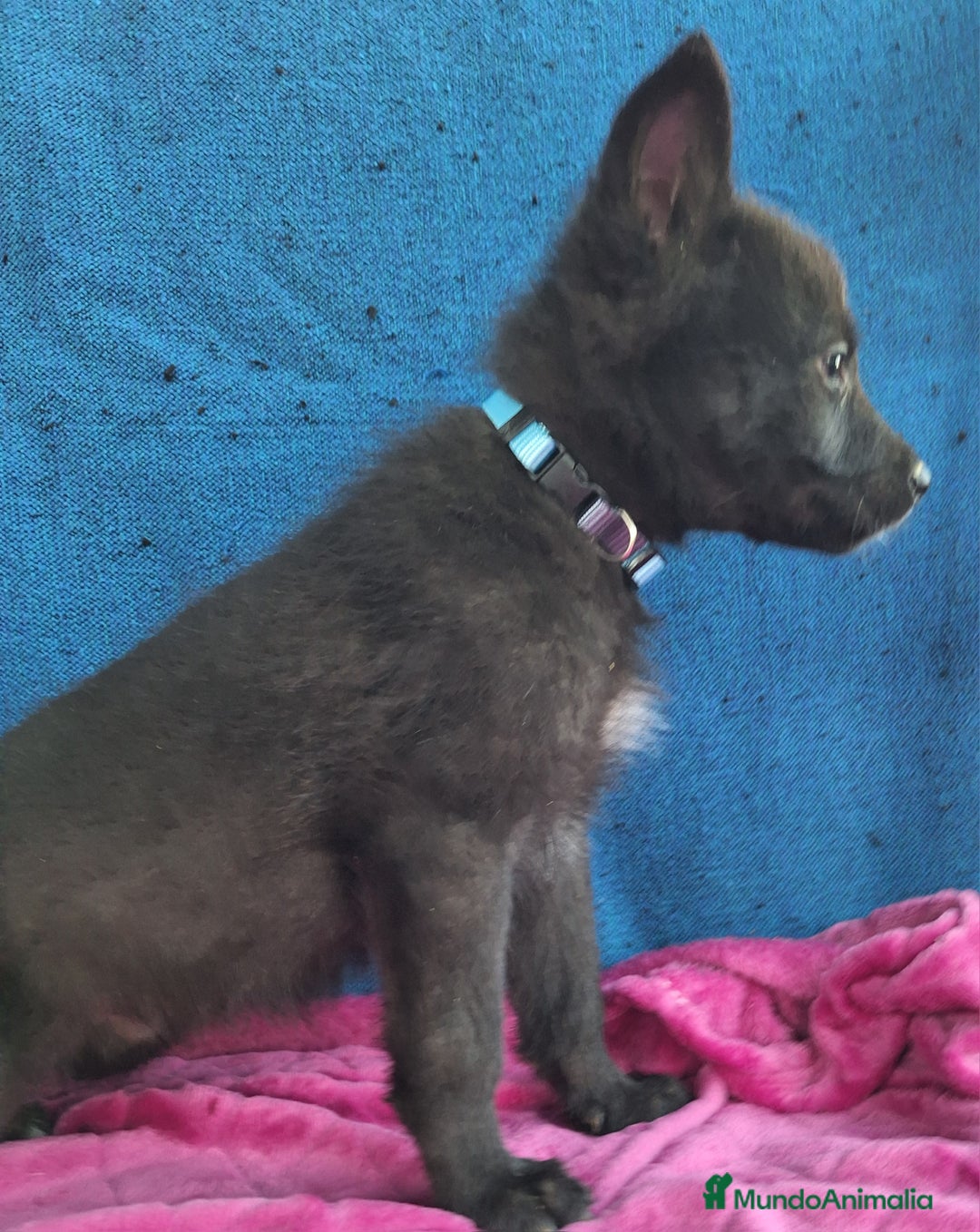Otras razas perros en venta: PERRO LOBO AMERICANO  - Anuncio 5