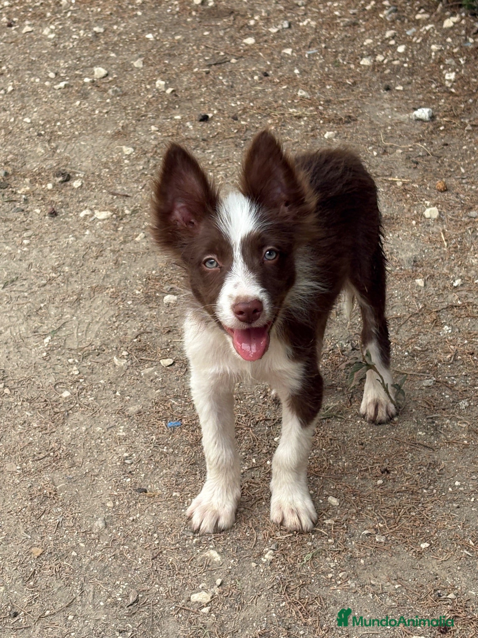 Border Collie perros Cachorro Border collie  - Anuncio 3