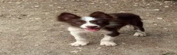 Border Collie perros en venta: Cachorro Border collie  - Anuncio 1