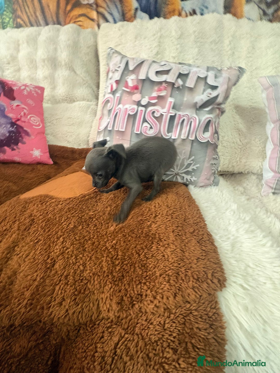 Chihuahua perros en venta: Chihuahua mini toy blue - Anuncio 8
