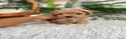 Maltipoo perros en venta: MALTIPOO HEMBRA - Anuncio 12