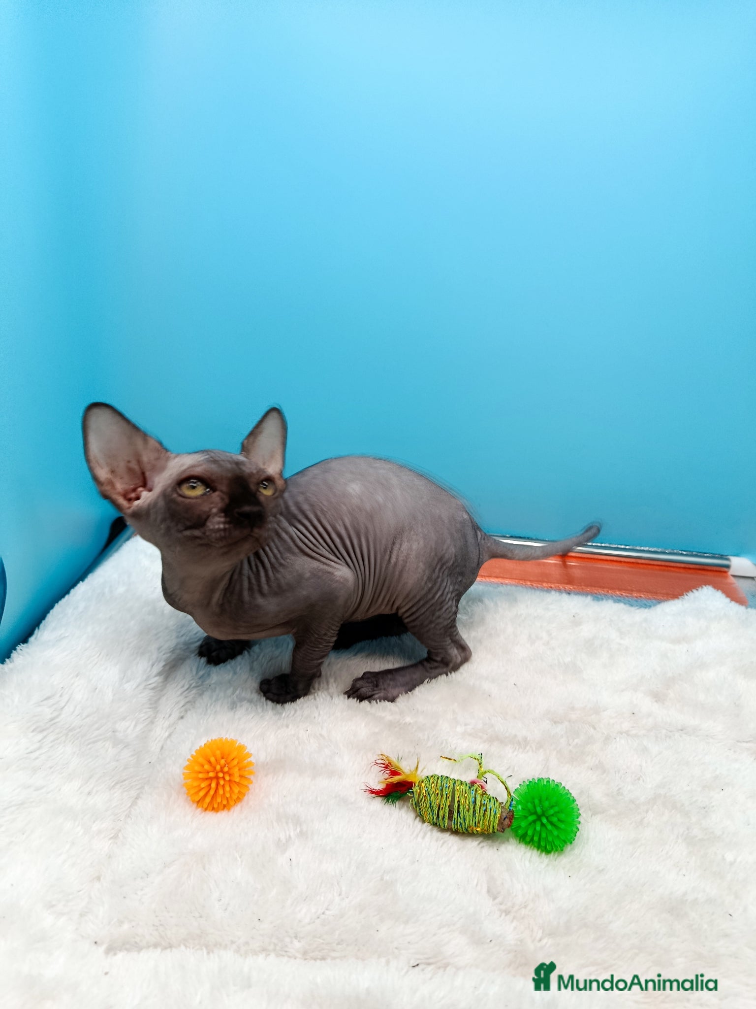 Sphynx gatos en venta: Parejita de Sphynx  - Anuncio 2