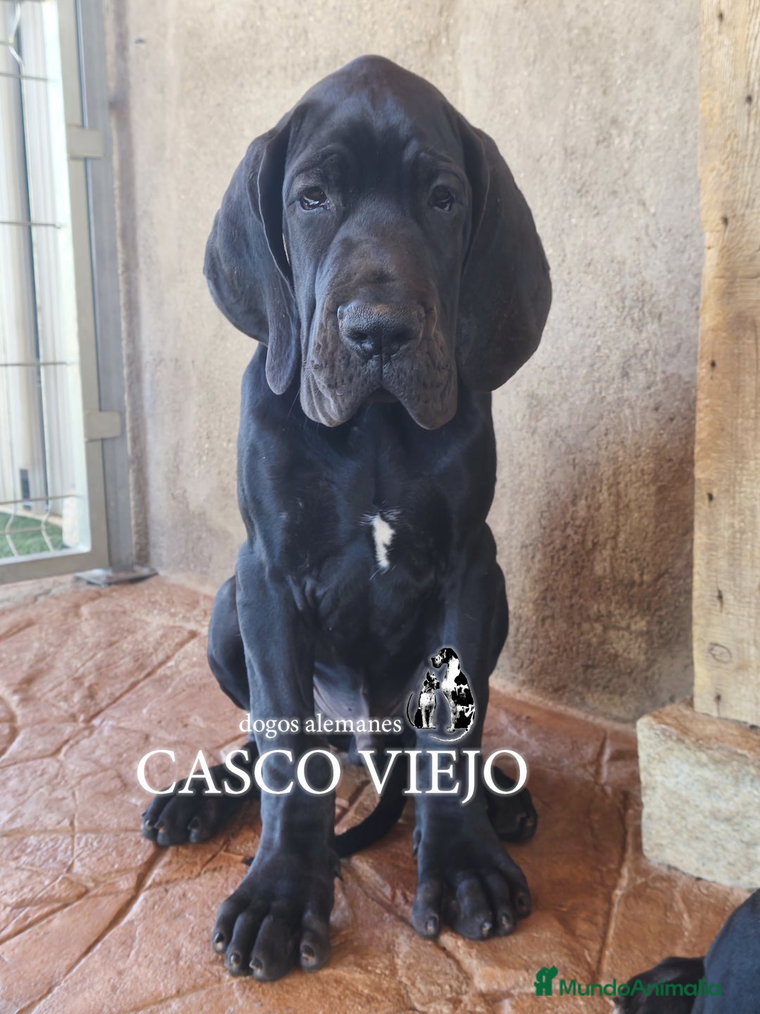 Dogo Alemán perros en venta: Cachorros de Dogo Alemán - Imagen 23
