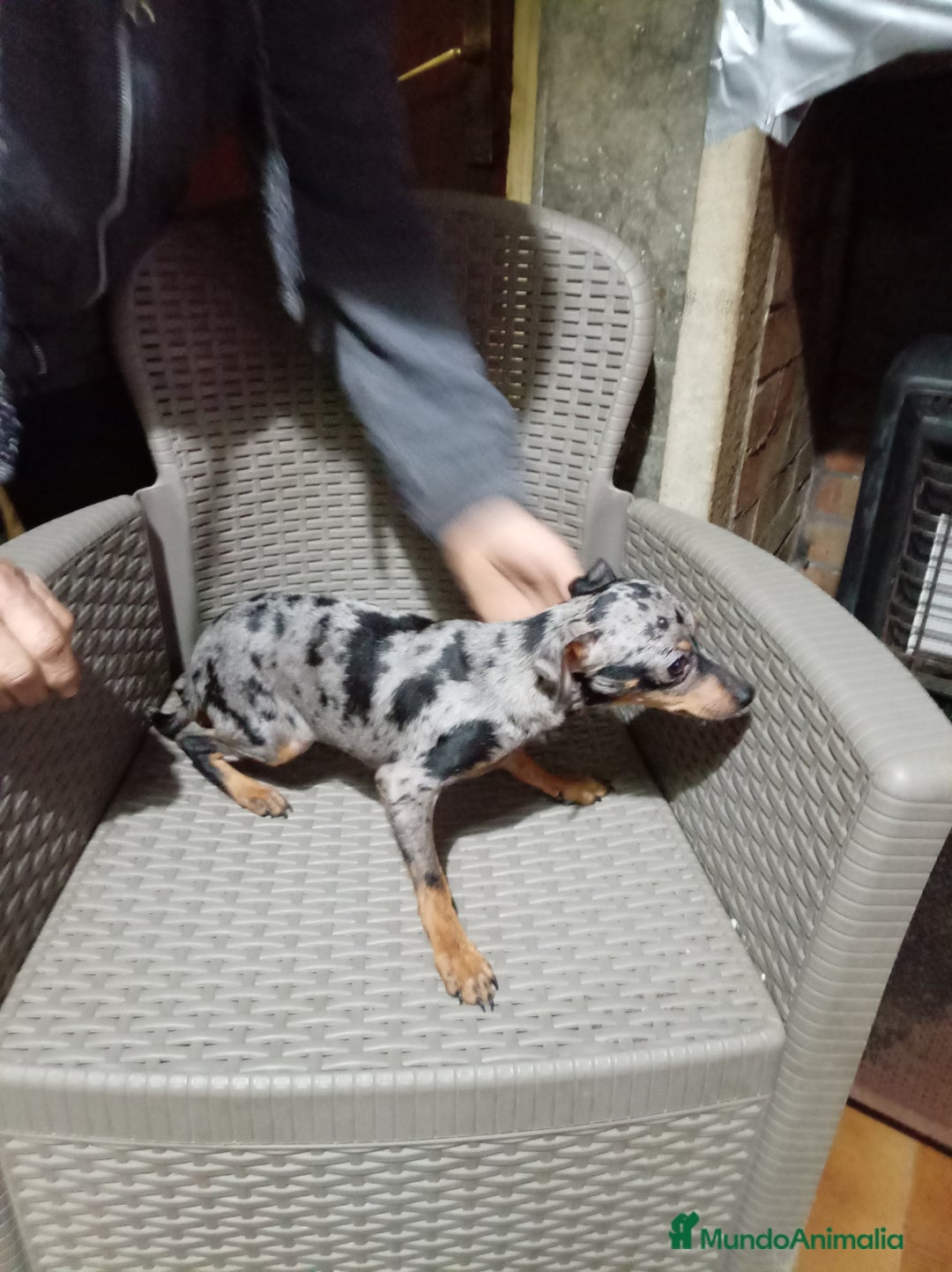 Pinscher Miniatura perros en venta: Pinscher miniatura - Anuncio 4