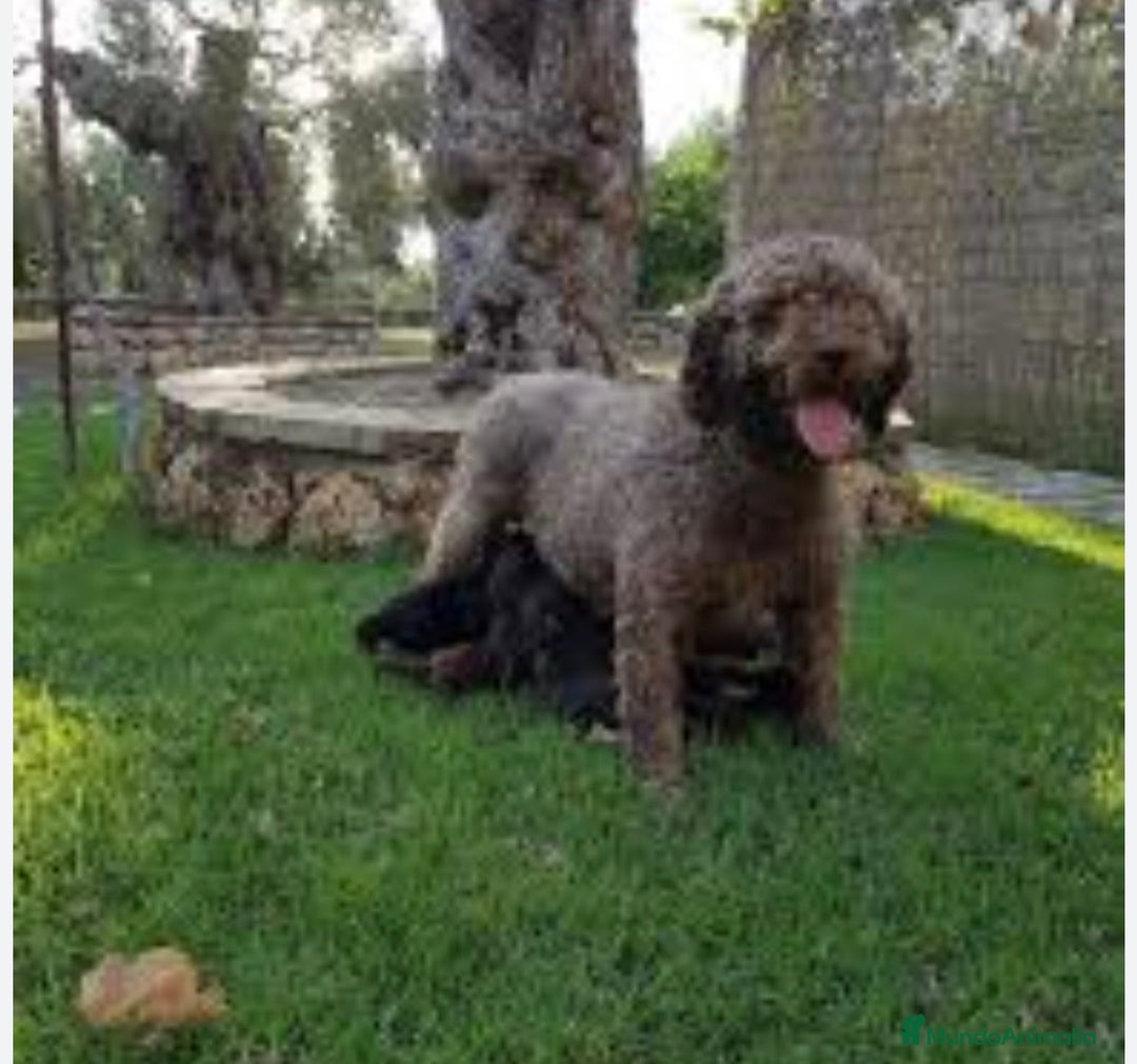 Perro de Agua Español perros en venta: Perros de agua  - Anuncio 7