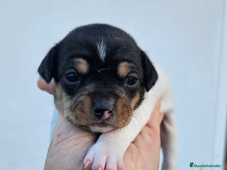 Ratonero Bodeguero Andaluz perros Ratonero bodeguero andaluz en Cádiz - Anuncio 1