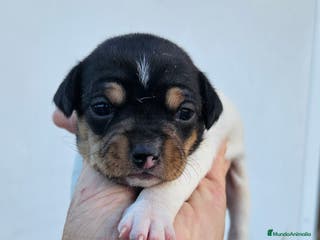Ratonero Bodeguero Andaluz perros Ratonero bodeguero andaluz en Cádiz - Anuncio 1
