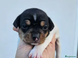 Ratonero Bodeguero Andaluz perros Ratonero bodeguero andaluz en Cádiz - Anuncio 5