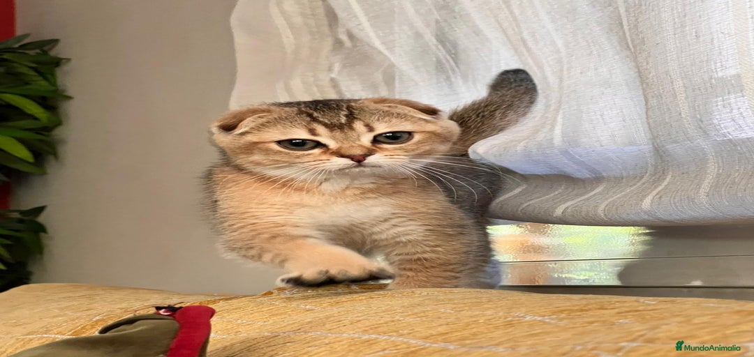 Imagen de galería {{count}}