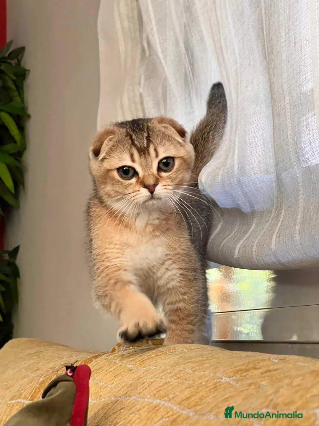 Imagen de galería {{count}}