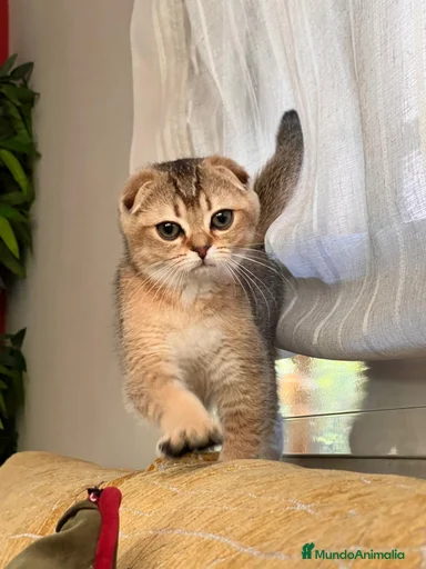 Imagen de galería {{count}}