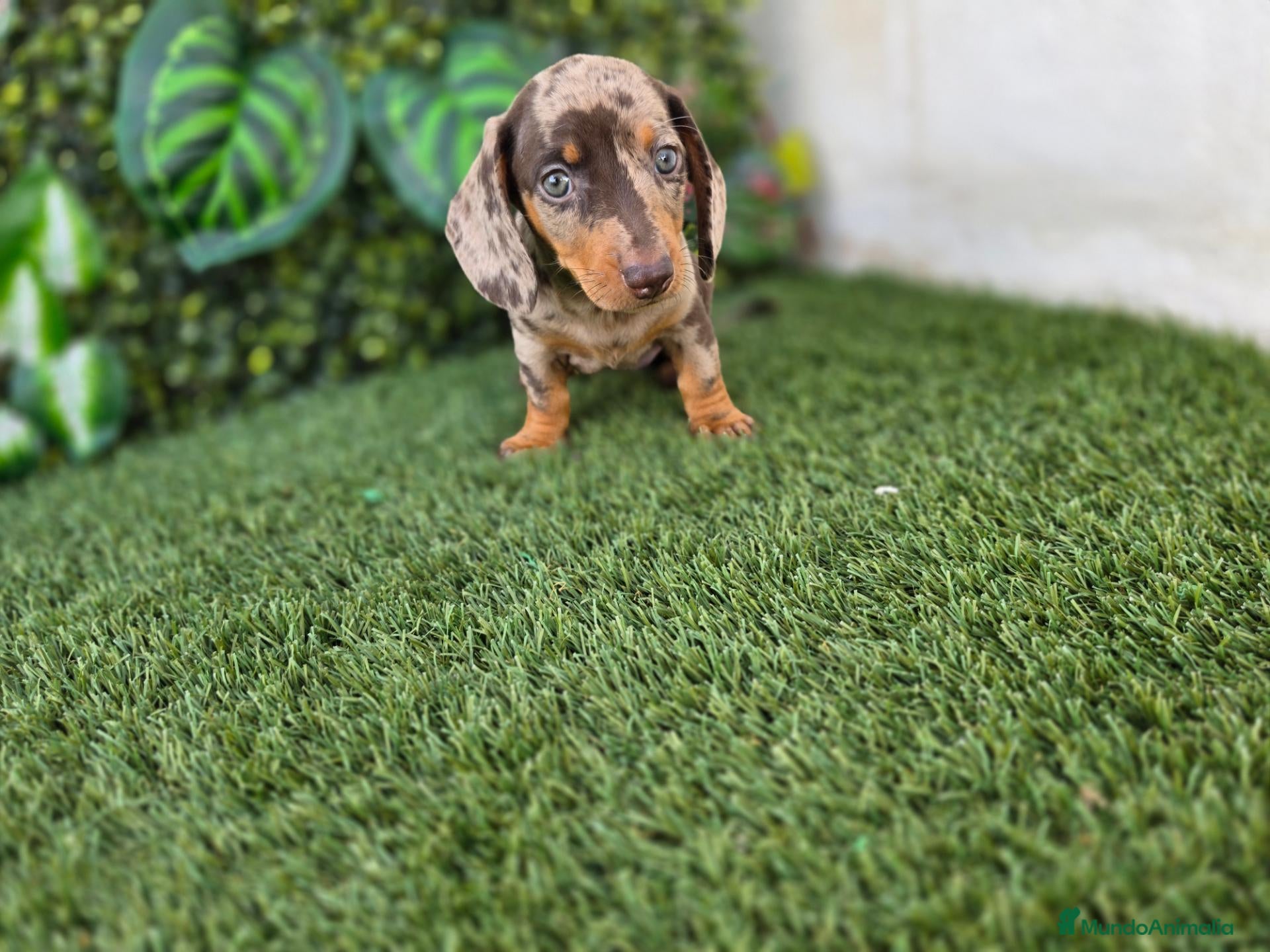 Teckel Miniatura perros TECKEL MINIATURA ARLEQUIN - Anuncio 1