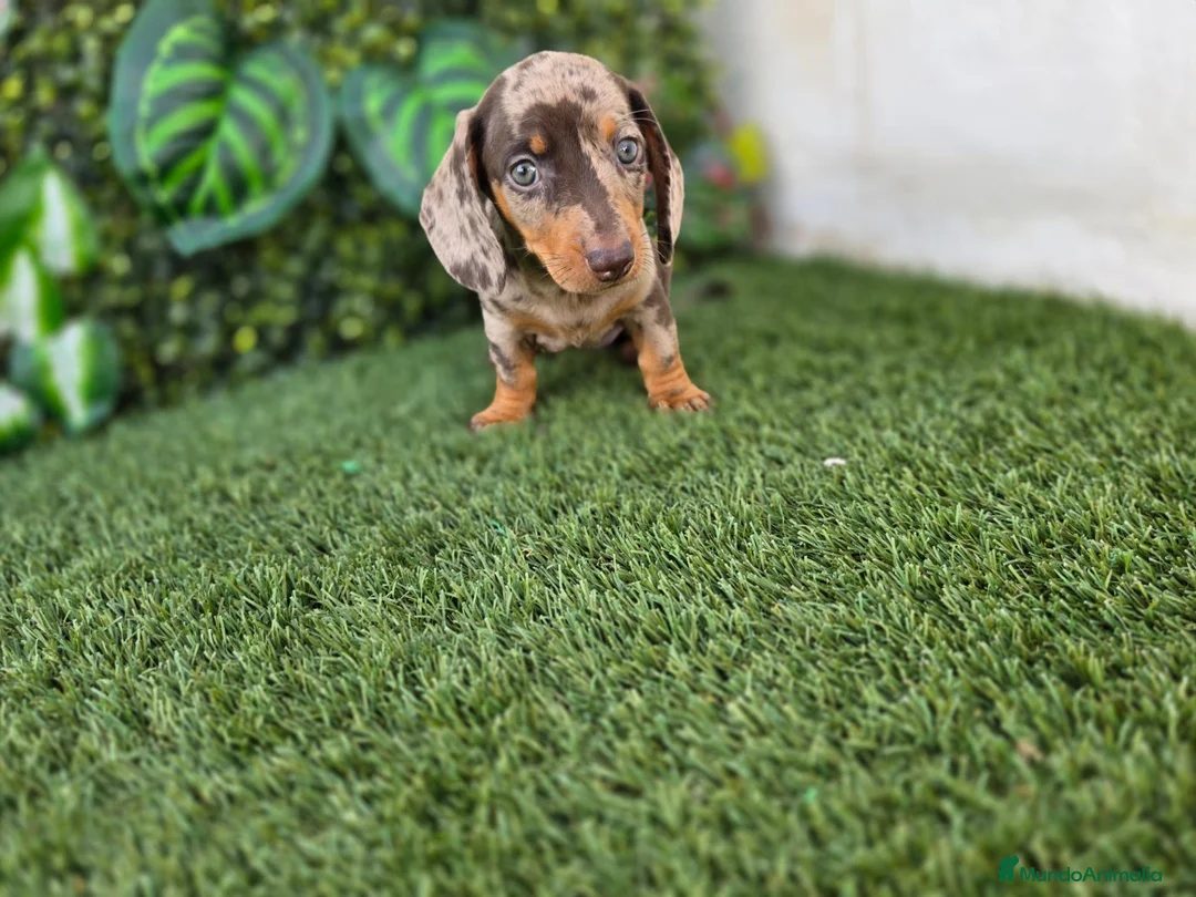 Teckel Miniatura perros en venta: TECKEL MINIATURA ARLEQUIN - Anuncio 1