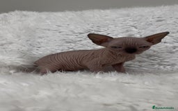 Sphynx gatos en venta: gato sphynx - Imagen 2