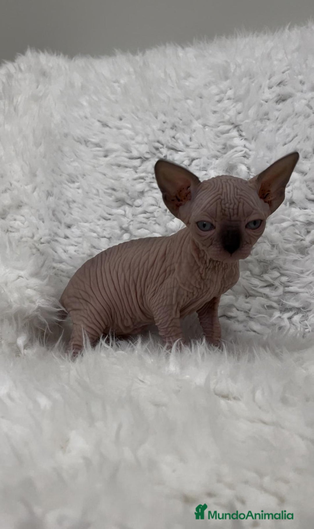 Sphynx gatos en venta: gato sphynx - Imagen 2