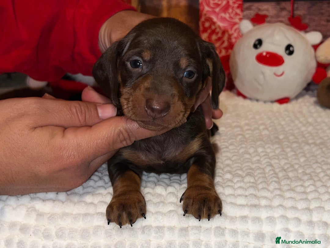Teckel Miniatura perros en venta: TECKEL CHOCOLATE MINIATURA - Anuncio 1