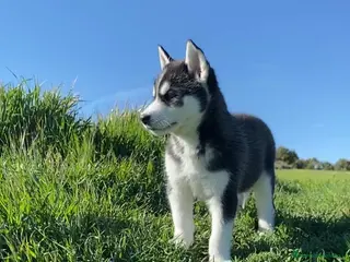 Husky Siberiano perros Husky Siberiano - Anuncio 1
