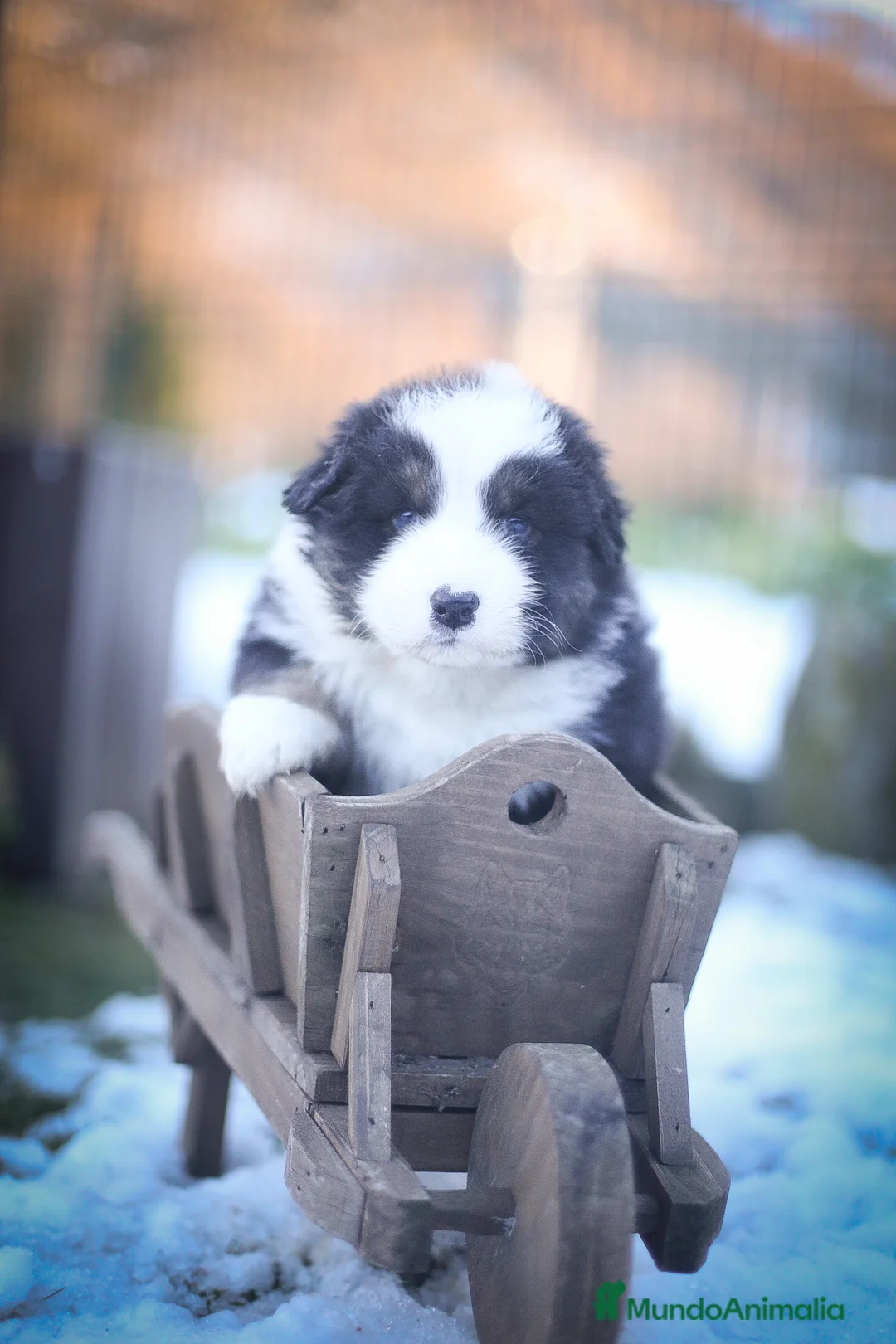 Pastor Australiano perros en venta: Cachorros de Pastor australiano  - Anuncio 13