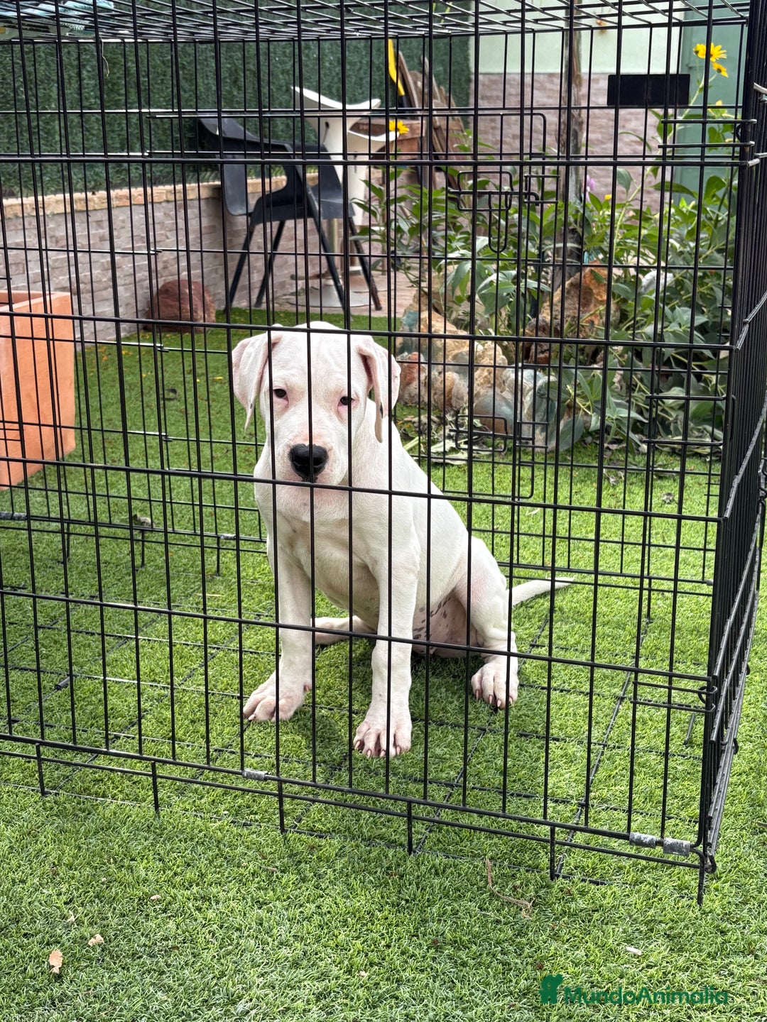 Dogo Argentino perros en venta: Cachorras dogas argentinas  - Imagen 4