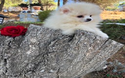 Pomerania perros en venta: Pomerania Hembra toy - Imagen 8