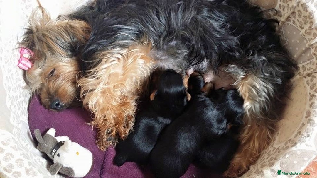 Yorkshire Terrier perros en venta: Camada yorkshire terrier - Anuncio 9