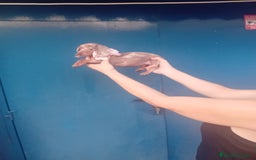 Teckel Miniatura perros en venta: Teckel canichen 💎 arlequín lilac y chocolate 🌈🍫 - Imagen 2
