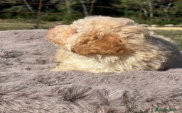 Maltipoo perros en venta: Maltipoo f2  - Imagen 3