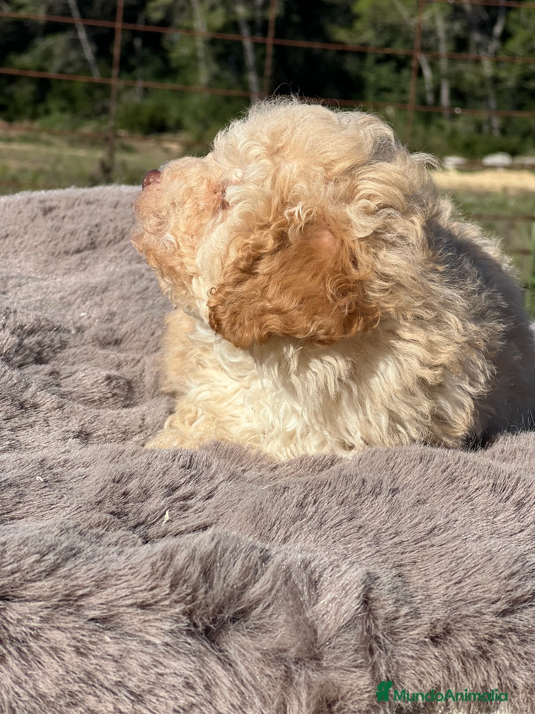 Maltipoo perros en venta: Maltipoo f2  - Imagen 3