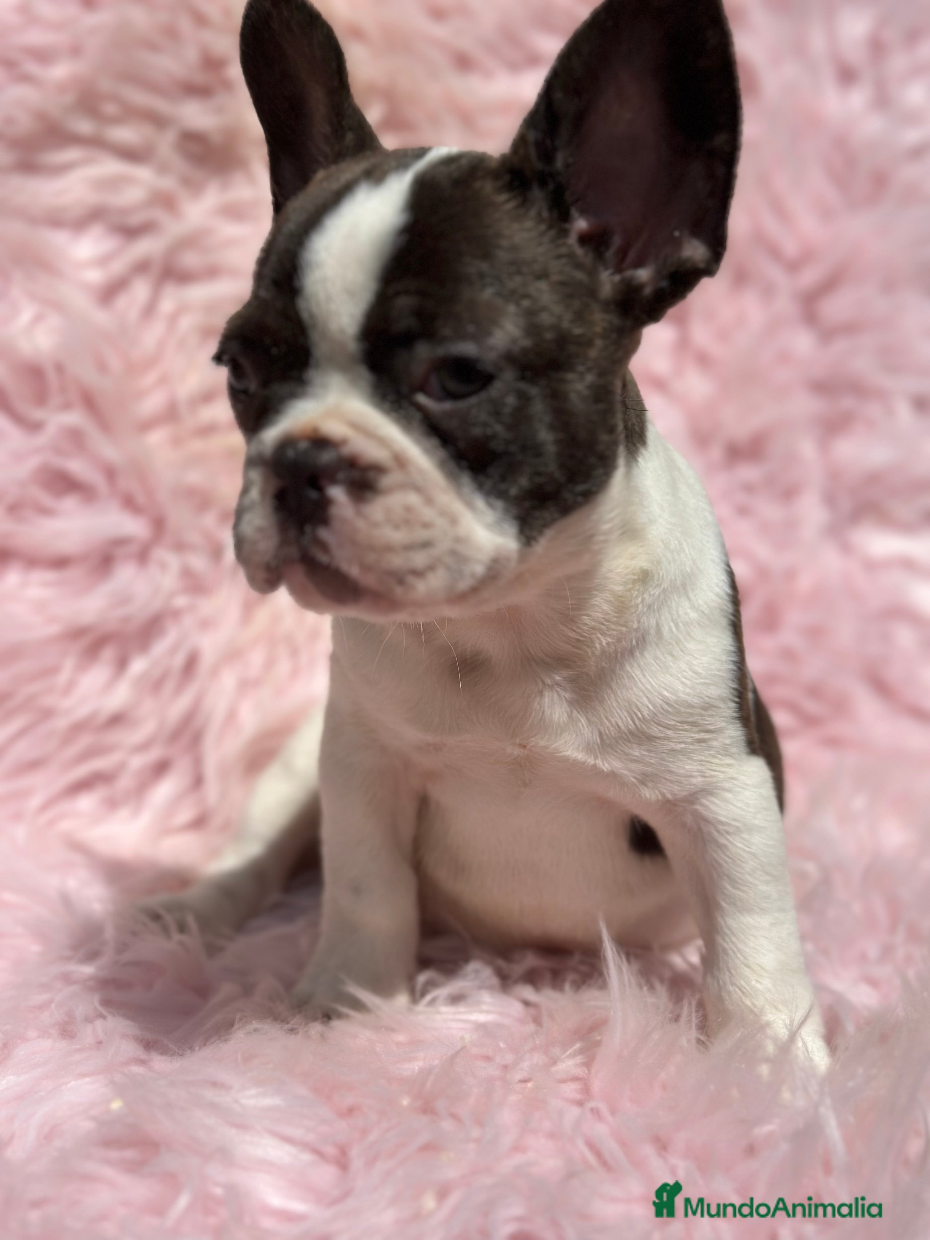 Bulldog Francés perros BULLDOG BICOLOR HEMBRA - Anuncio 11