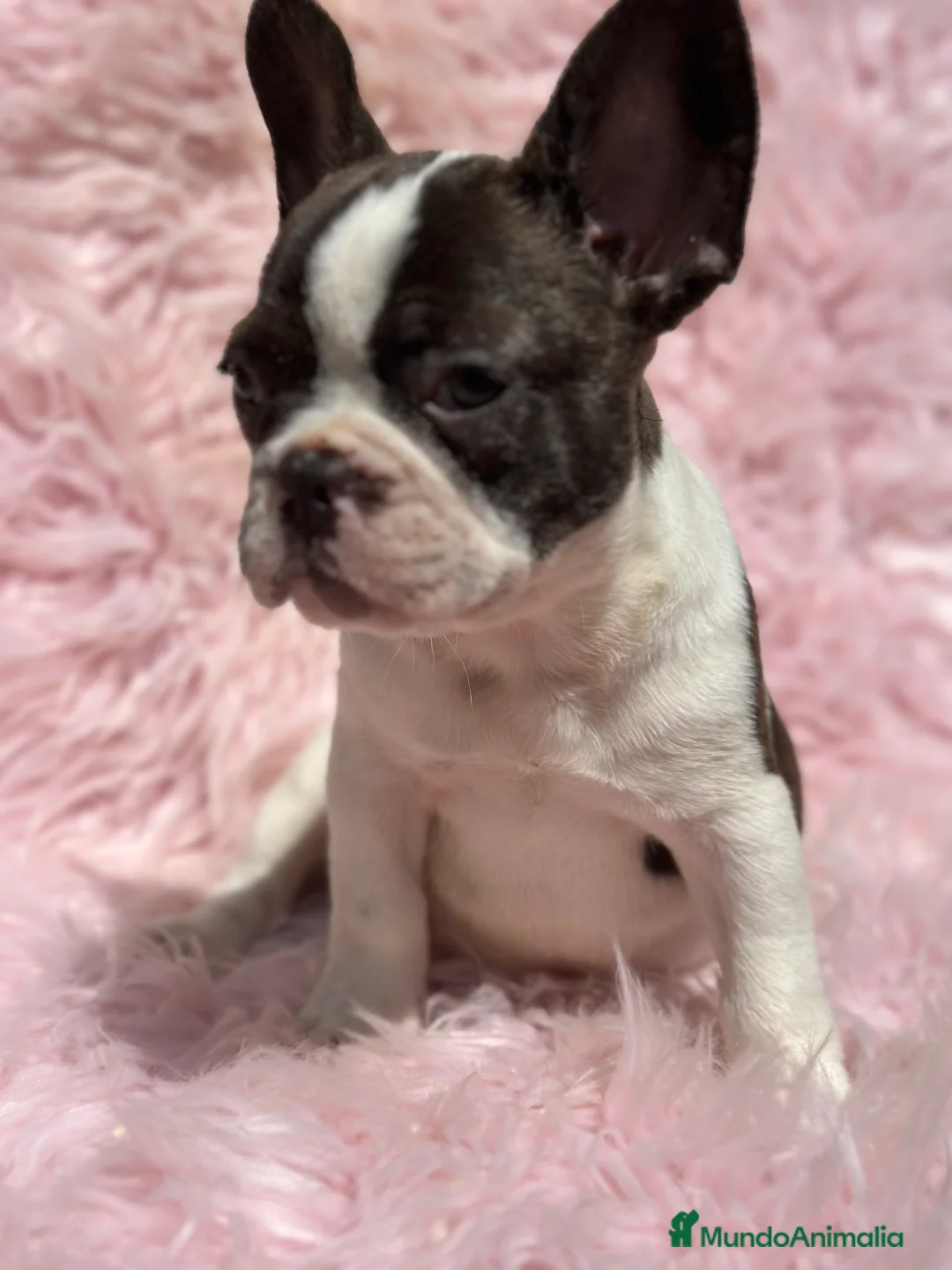 Bulldog Francés perros en venta: BULLDOG BICOLOR HEMBRA - Anuncio 1