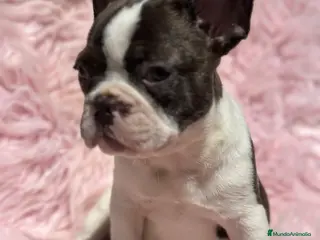 Bulldog Francés perros BULLDOG BICOLOR HEMBRA - Anuncio 11