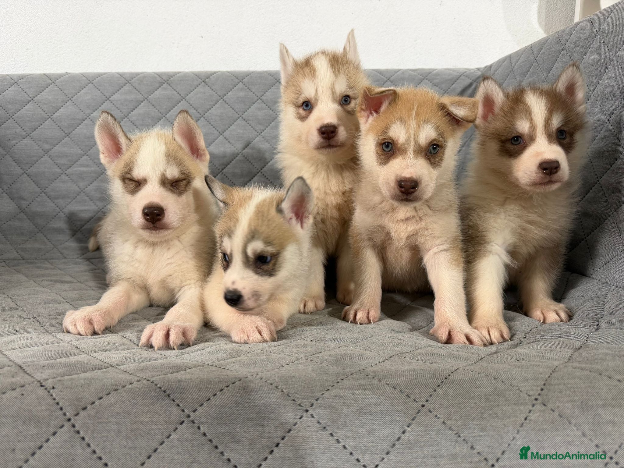 Husky Siberiano perros HUSKY  - Anuncio 2