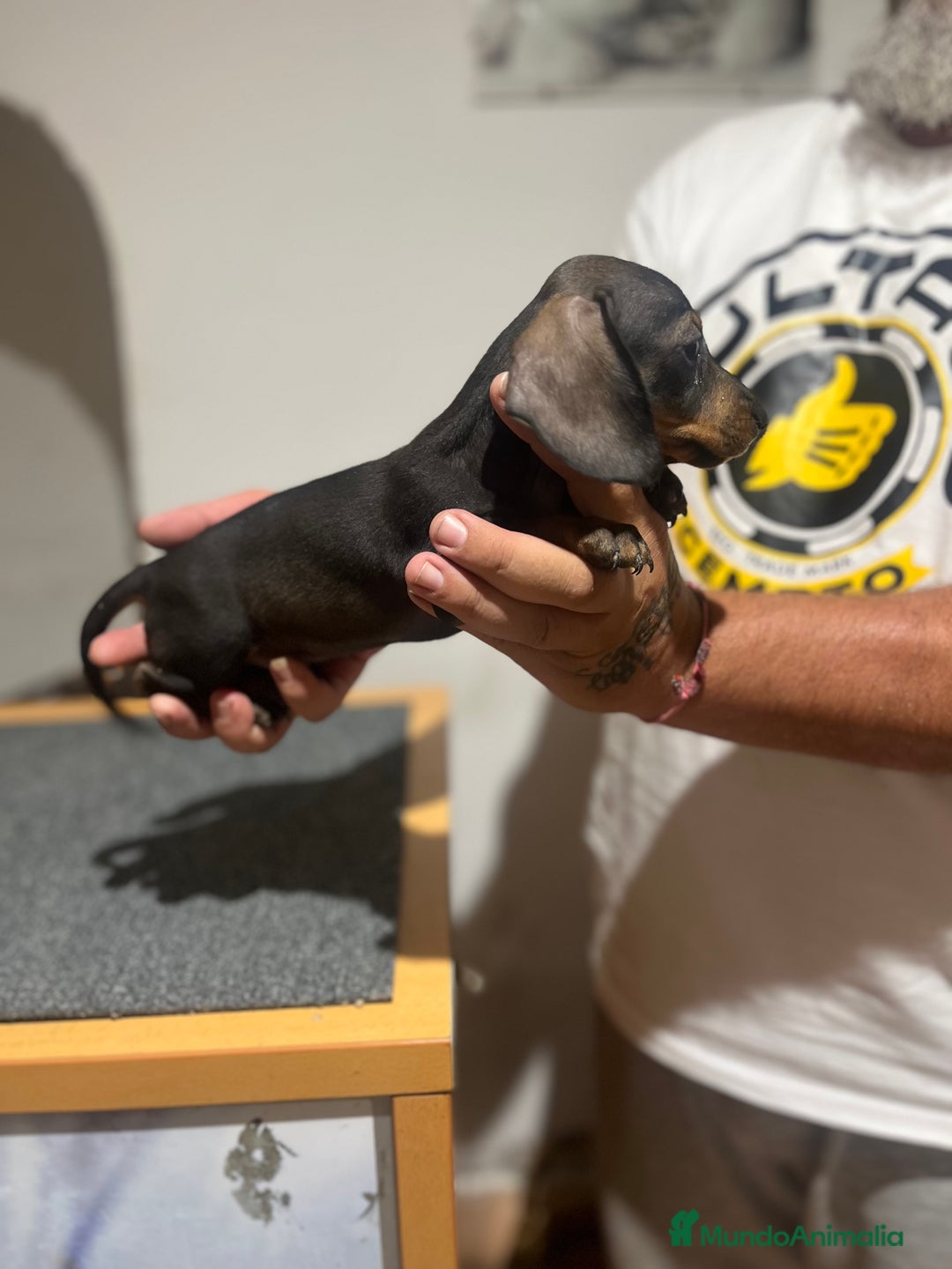 Teckel Miniatura perros en venta: Teckel caninchen  - Imagen 4