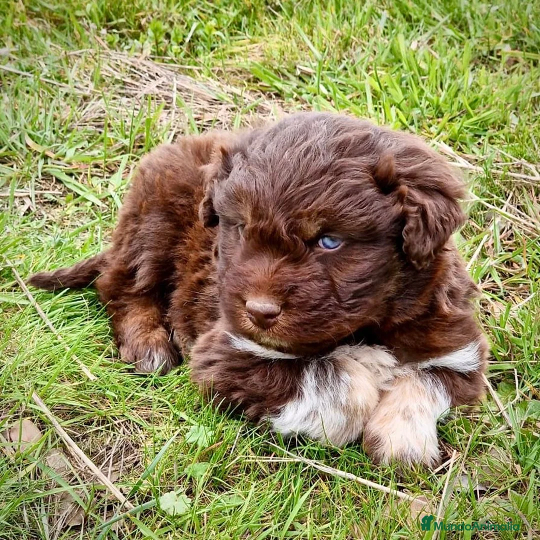 Perro de Agua Español perros en venta: Perro De Aguas Español - Anuncio 5
