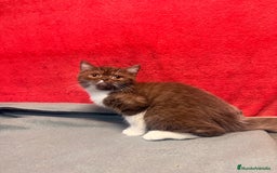 Británico de Pelo Corto gatos en venta: British bicolor chocolate - Imagen 1
