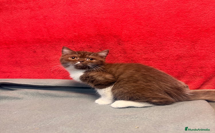 Británico de Pelo Corto gatos - Anuncio 15