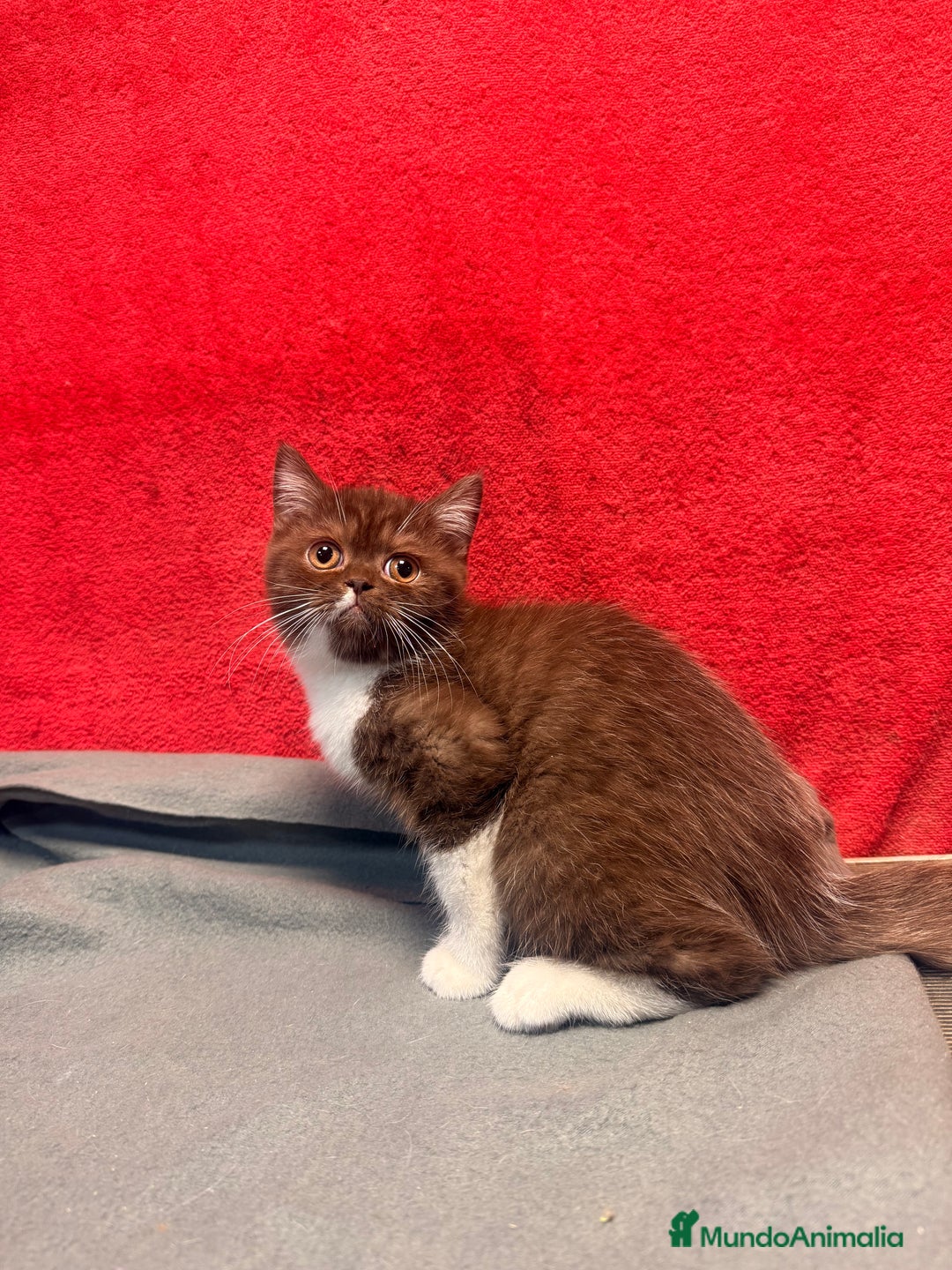 Británico de Pelo Corto gatos en venta: British bicolor chocolate - Imagen 1