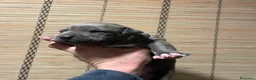American Pit Bull Terrier perros en venta: American pitbull terrier  - Anuncio 4