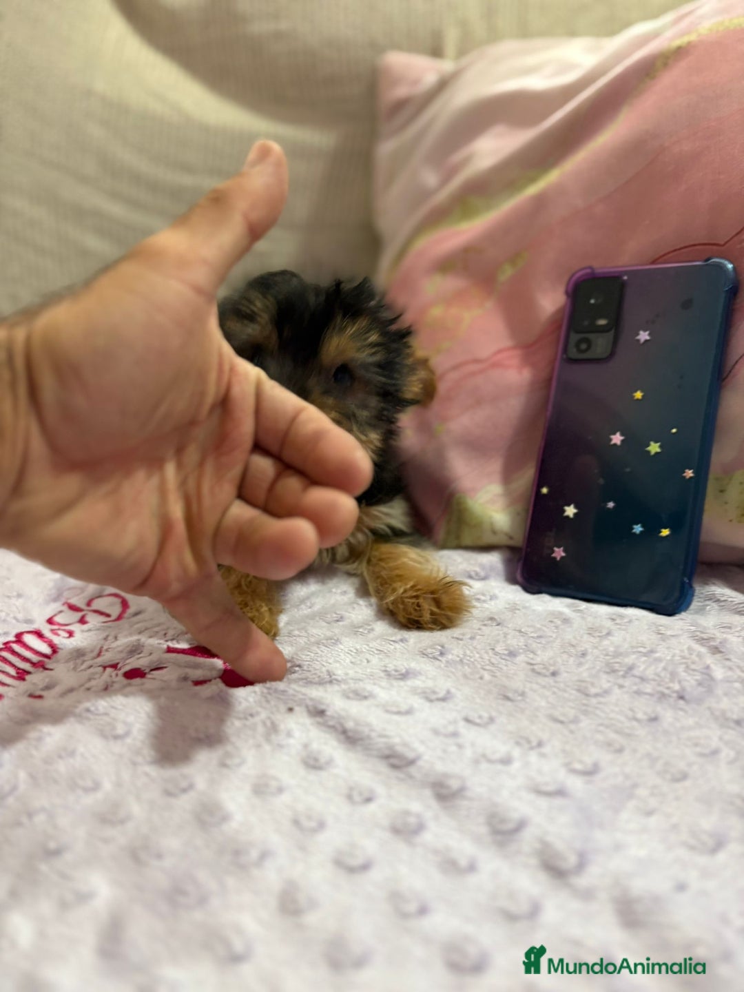 Yorkshire Terrier perros en venta: Yorkshire toy - Imagen 7