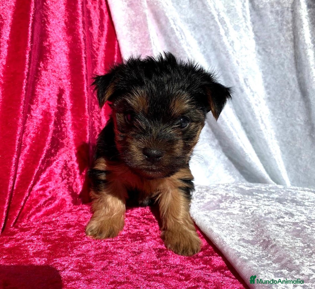 Yorkshire Terrier perros en venta: Yorkshire Terrier 🐾 - Imagen 1