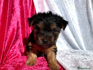 Yorkshire Terrier perros - Anuncio 1